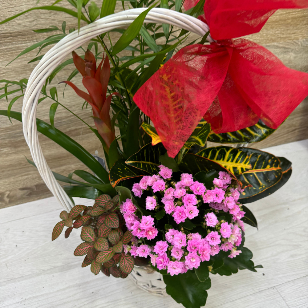 Cesta de plantas Lazo Rojo