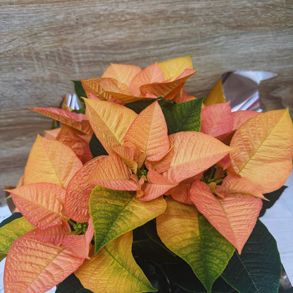 Flor de Pascua S Dorada