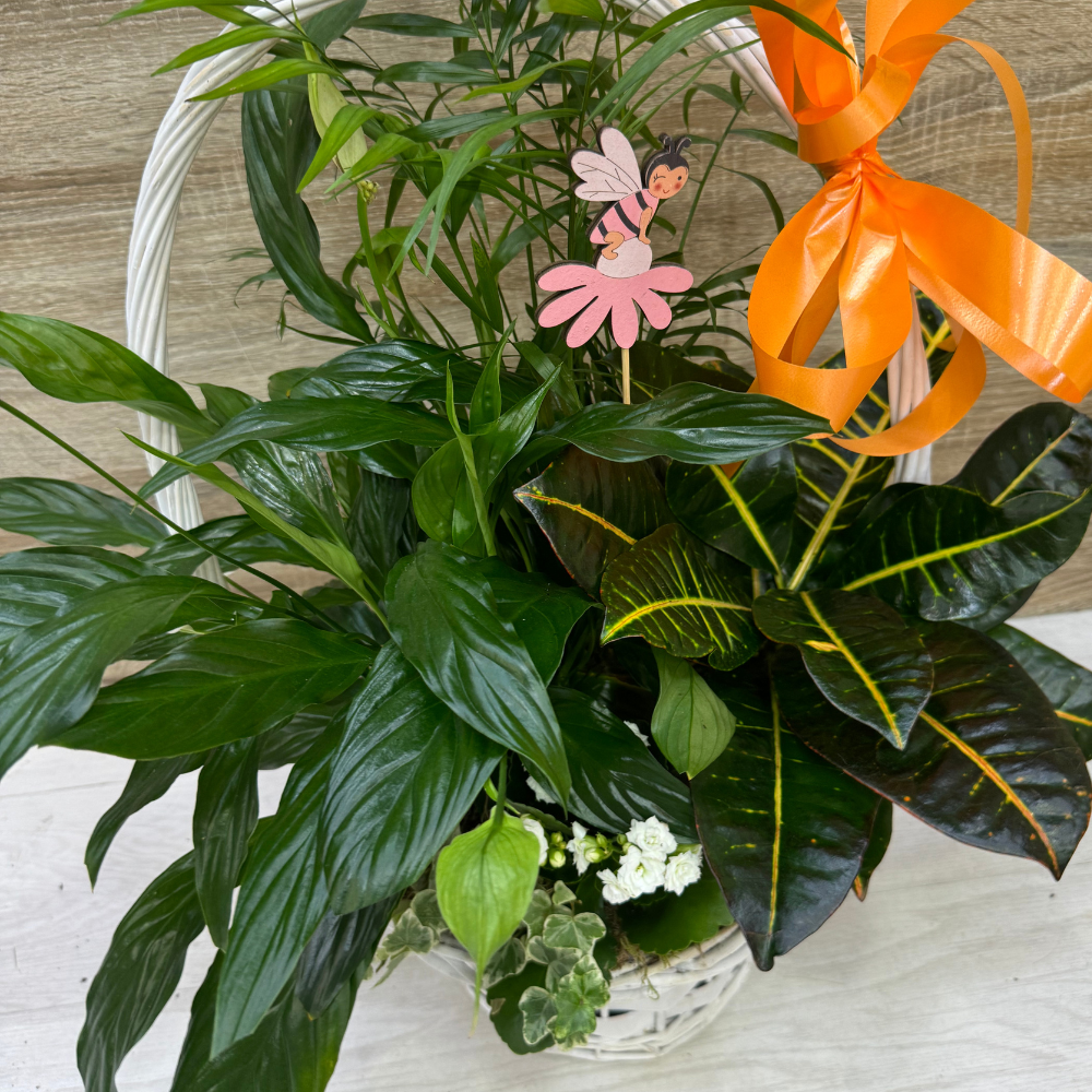 Centro de plantas Cesta Blanca