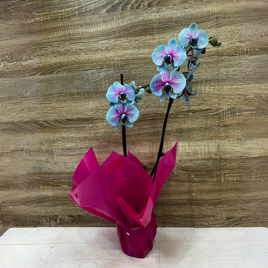 Orquidea Azul Rosada