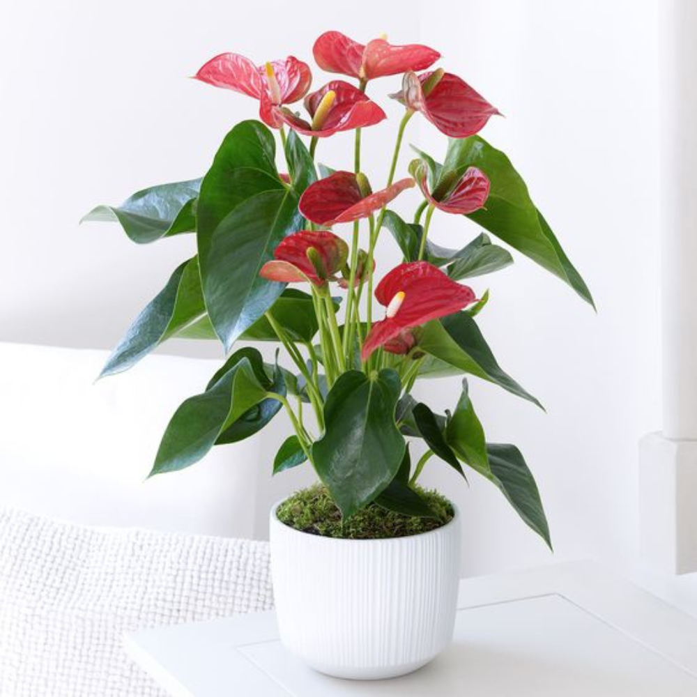plantas de interior anthurium Anturium Rojo | Planta de interior