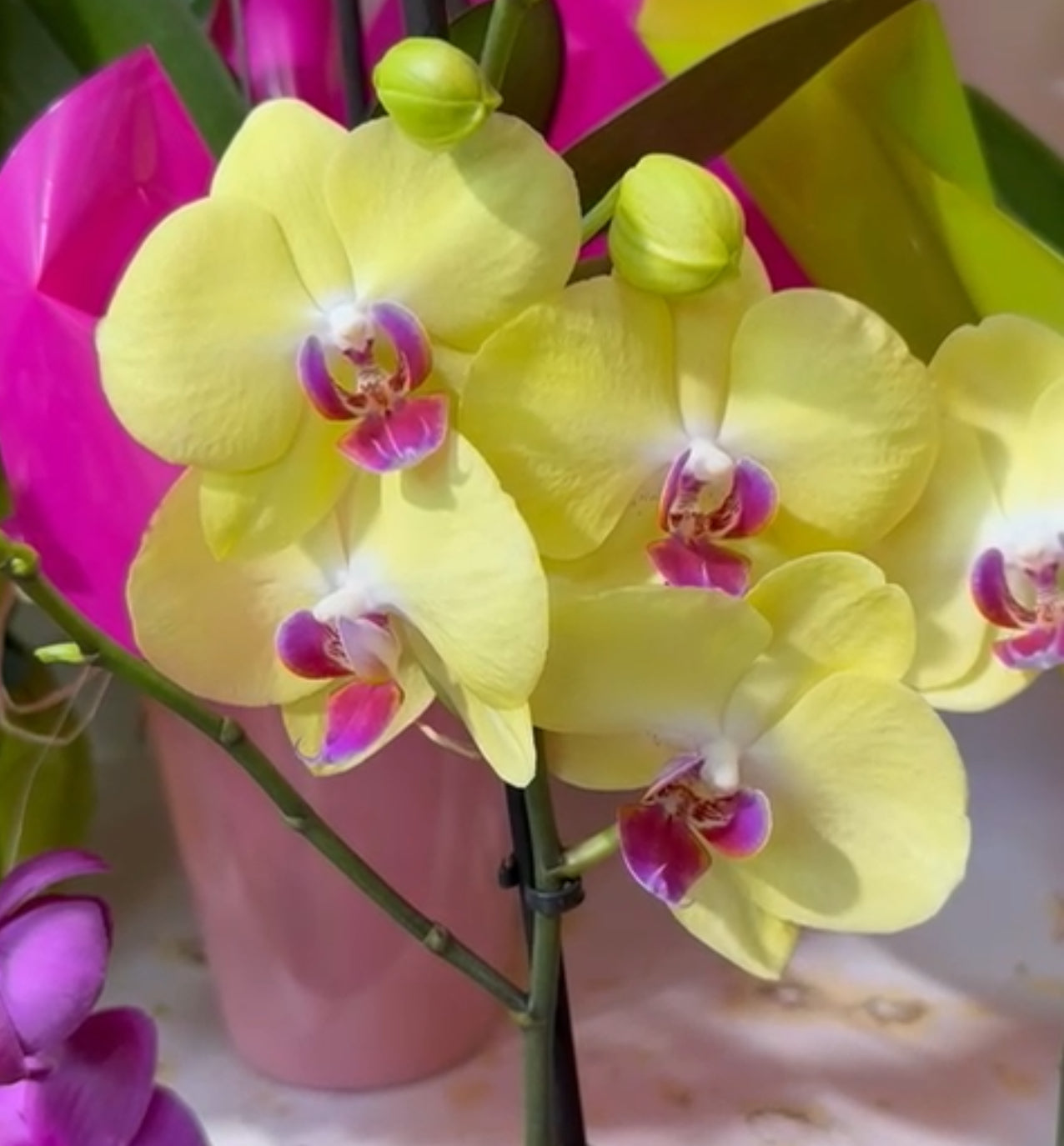 Orquídea amarilla