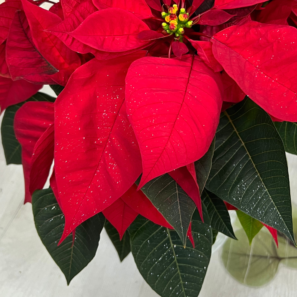 Cesta blanca con Flor de Pascua