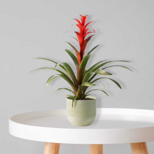 Bromelia Roja + Macetero