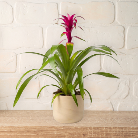 Bromelia Rosa + Macetero