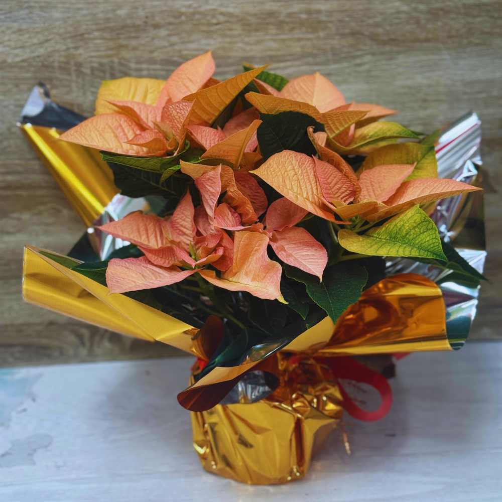 Flor de Pascua S Dorada