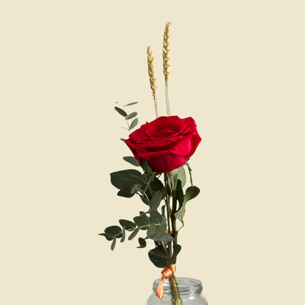 Rosa de Sant Jordi
