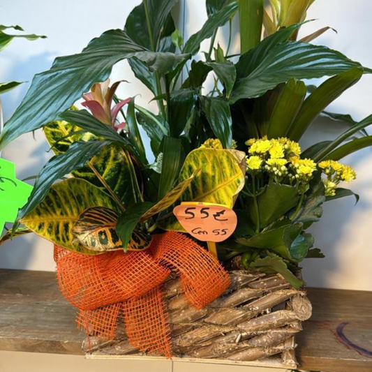 Cesta de plantas