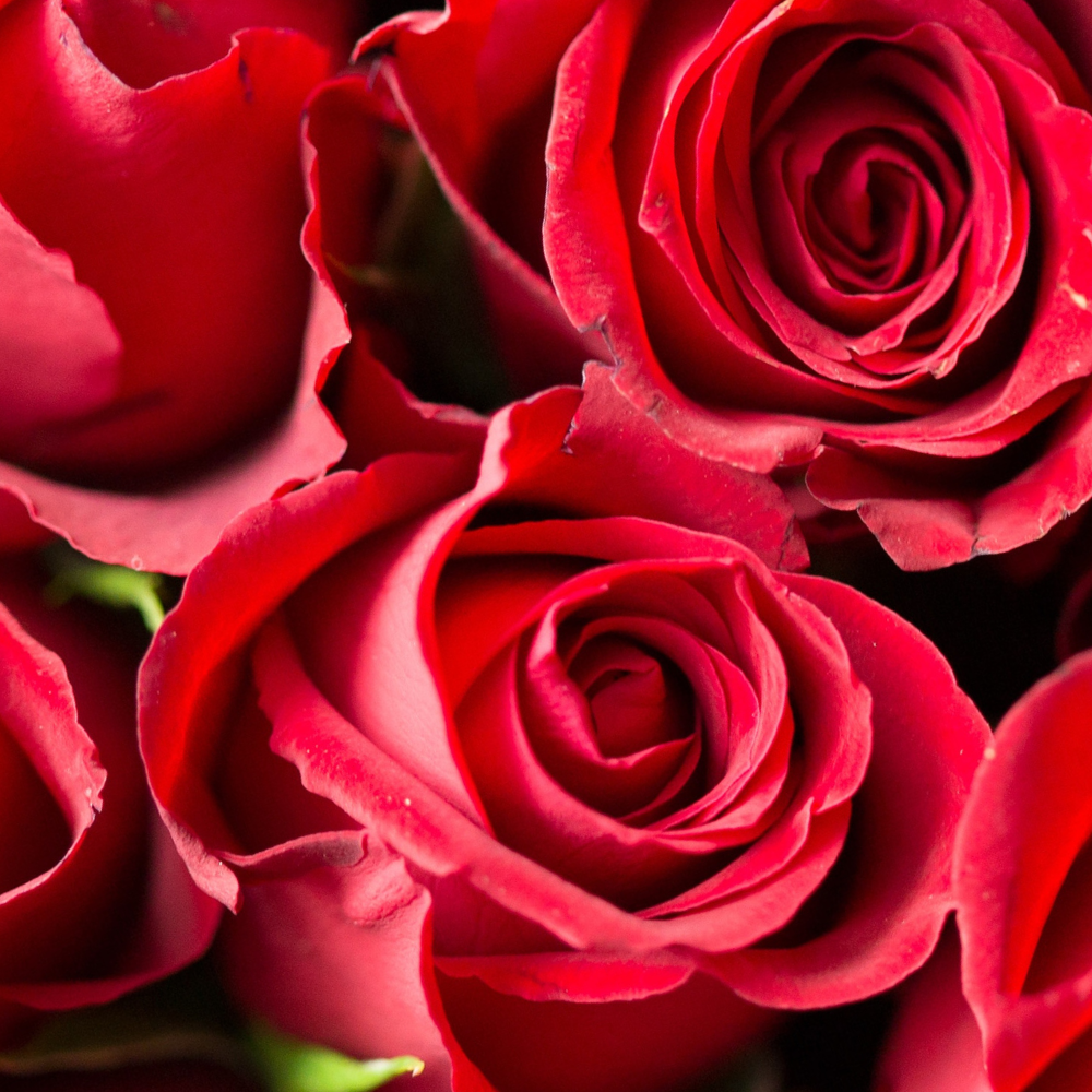 Corazón de rosas y bombones L