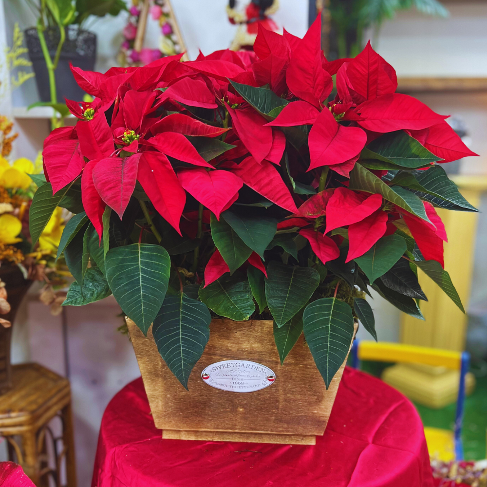 Cesta de Poinsettia