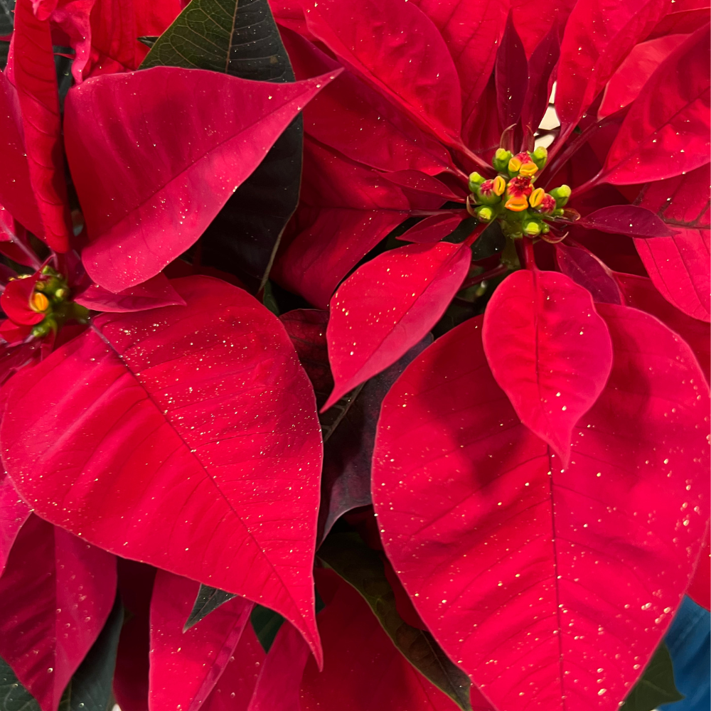 Flor de Pascua L + Macetero de Cerámica